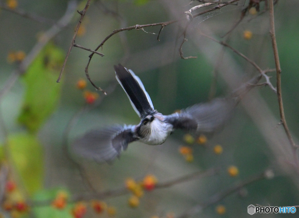 元気なエナガさん