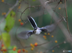 元気なエナガさん
