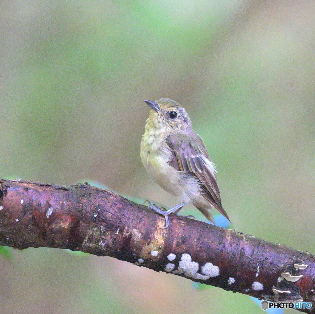 キビタキの幼鳥2022