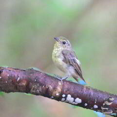 キビタキの幼鳥2022 キビタキの幼鳥2022