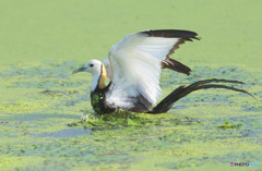初めてのレンカク