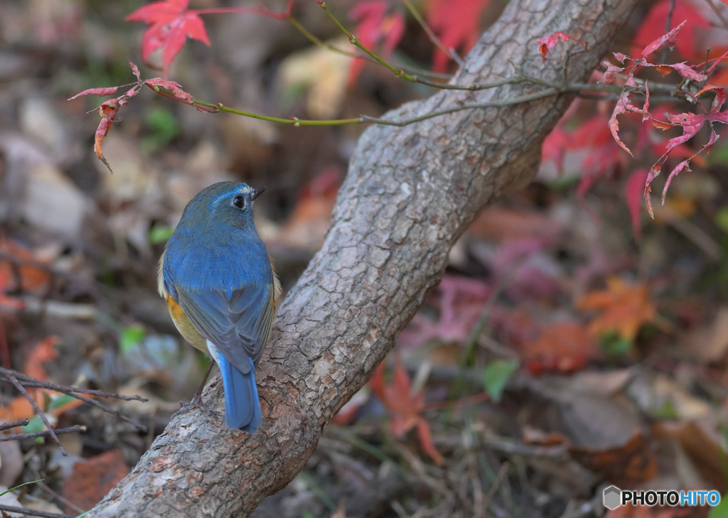 紅葉にルリビタキ⑥
