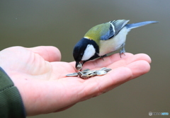 手乗りシジュウカラ