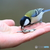 手乗りシジュウカラ