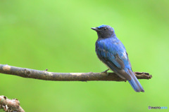 7月のオオルリくん⑨