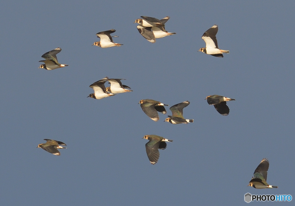 タゲリ御一行様