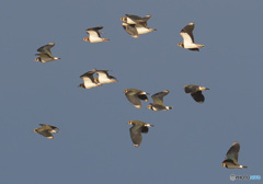 タゲリ御一行様