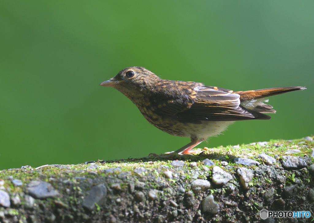 キビタキの幼鳥Ⅱ