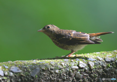 キビタキの幼鳥Ⅱ