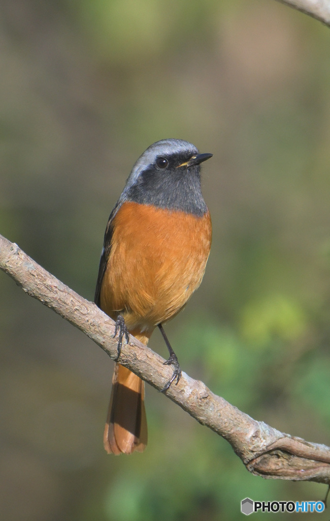 お澄ましジョビオ君