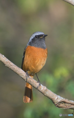 お澄ましジョビオ君