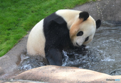 熊猫温泉