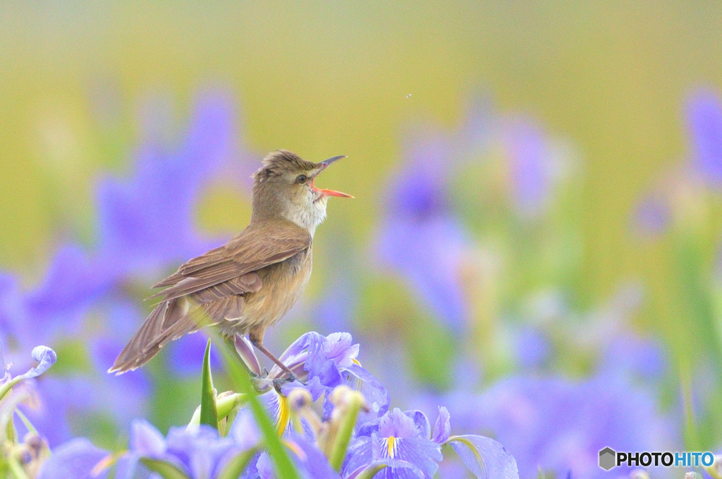 菖蒲にオオヨシキリ⑭