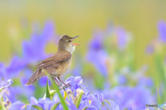 菖蒲にオオヨシキリ⑭