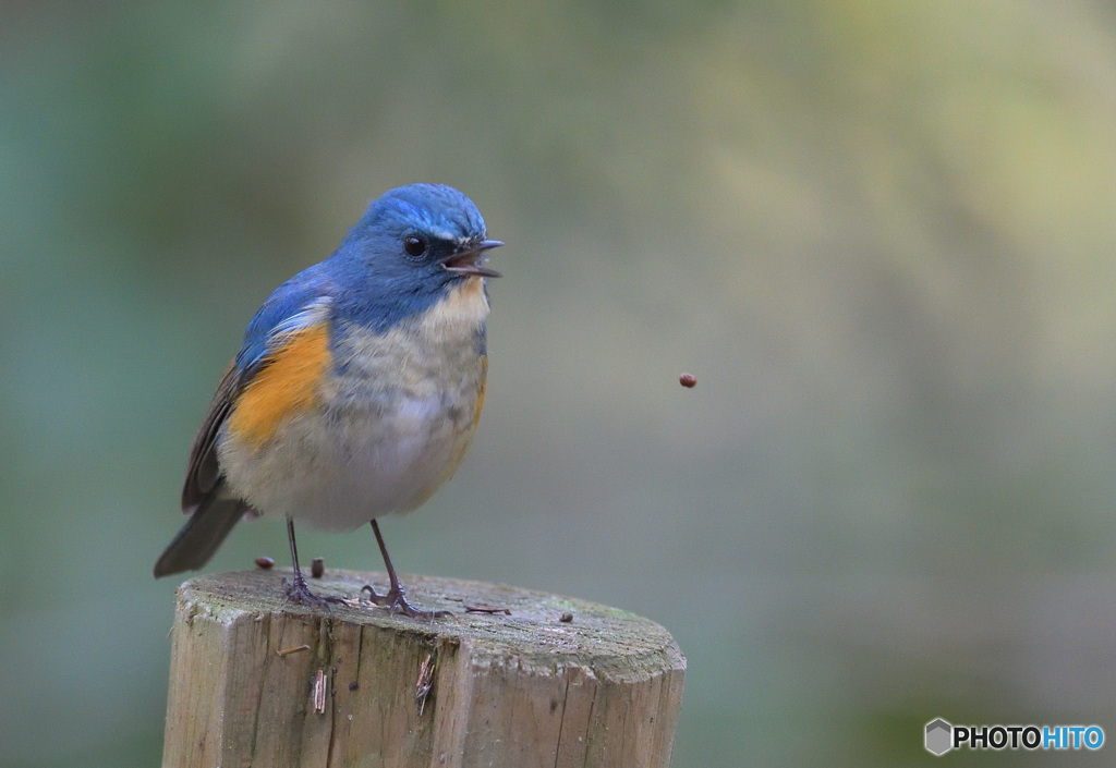 本日のルリオ君