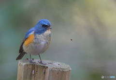 本日のルリオ君