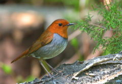 思い出のコマドリくん②