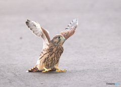 チョウゲンボウの幼鳥