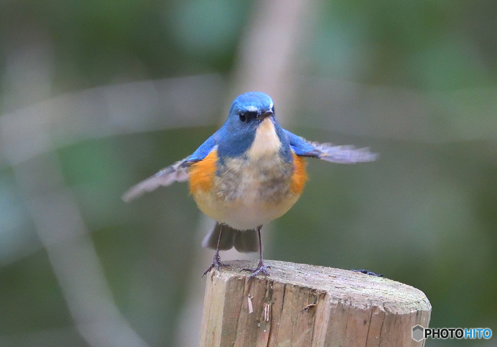 元気なルリビタキ君Ⅱ