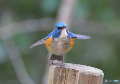 元気なルリビタキ君Ⅱ