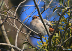 キレンジャク2023