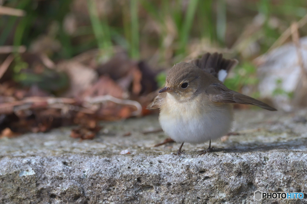 ニシオジロビタキの「セーフ！」