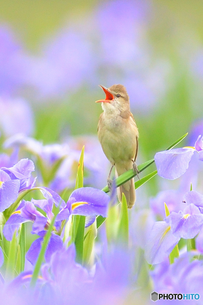花菖蒲にオオヨシキリ㉙