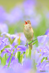 花菖蒲にオオヨシキリ㉙
