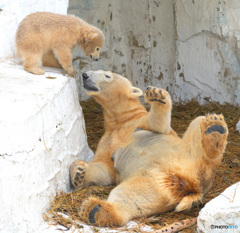 シロクマの母娘