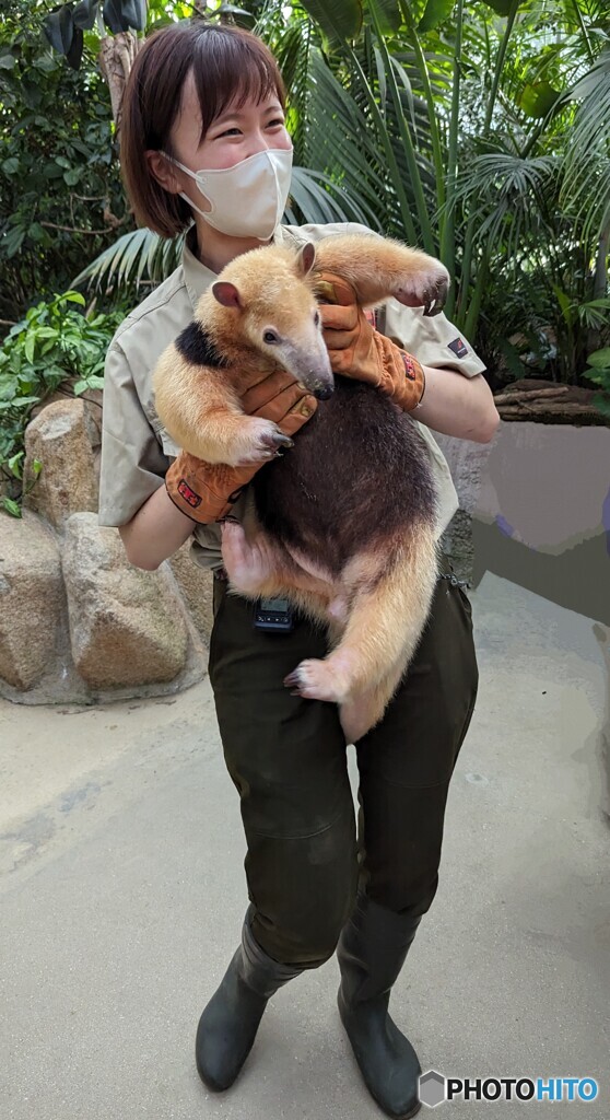 お姉さんとコアリクイ