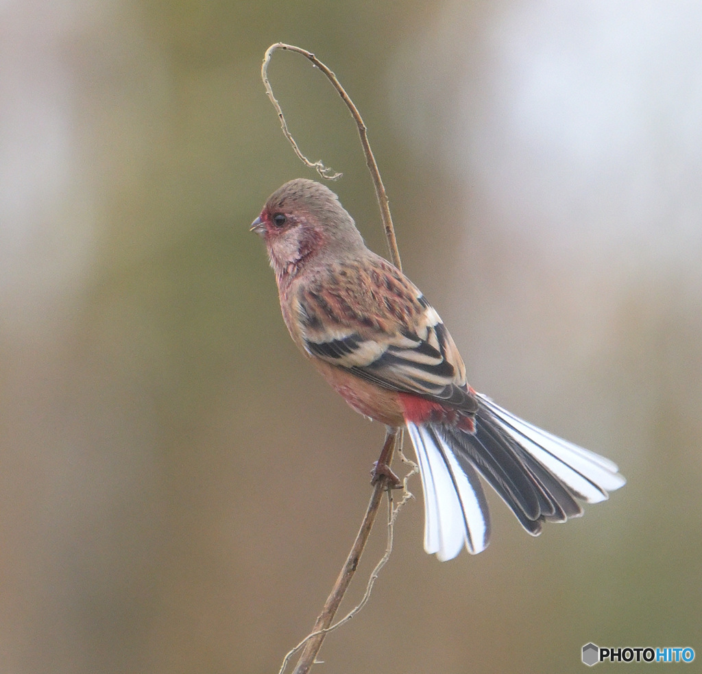 ベニマシコ君③