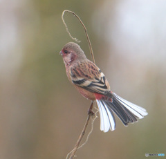 ベニマシコ君③