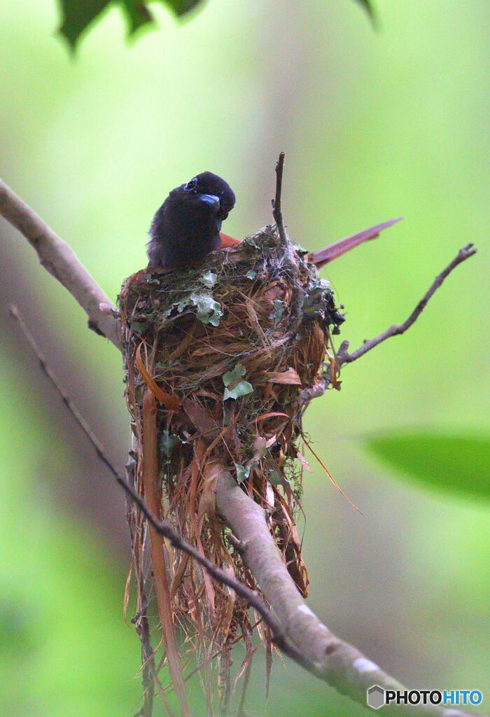 愛の巣からのカメラ目線