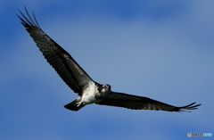 カメラ目線のミサゴさん