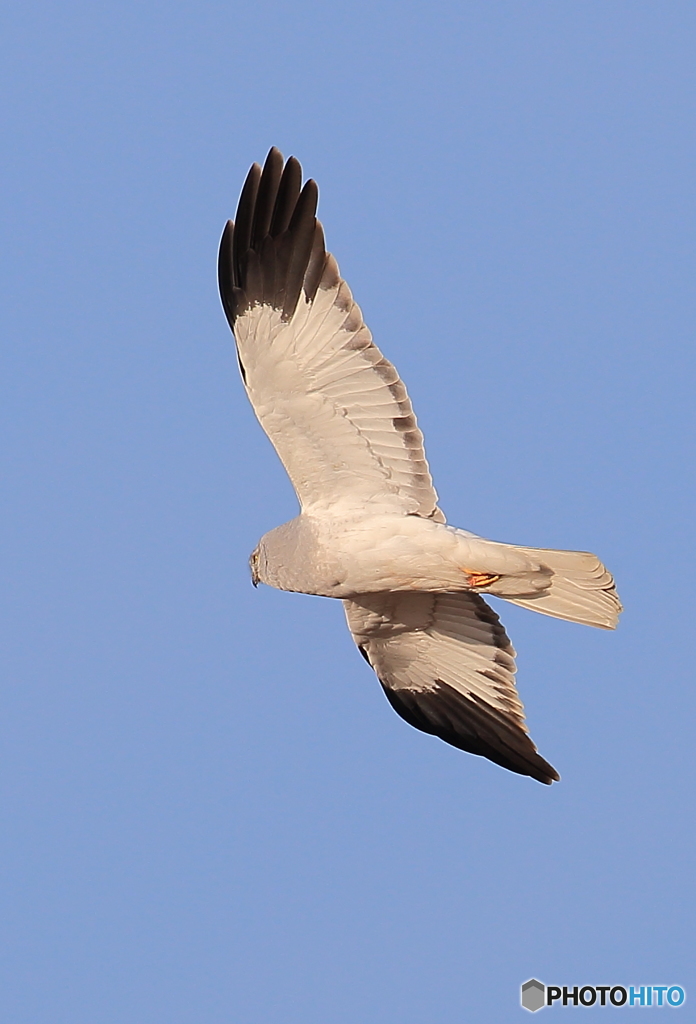 ひらりハイチュウさんⅡ