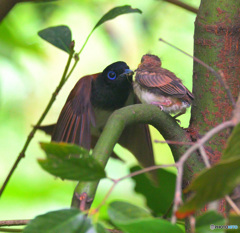 サンコウチョウの母子