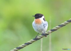 夏のノビタキくん