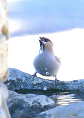 水飲みキレンジャク
