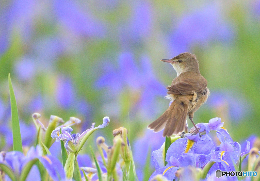 菖蒲にオオヨシキリ⑪