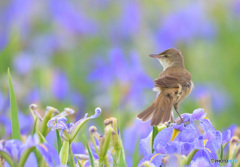 菖蒲にオオヨシキリ⑪
