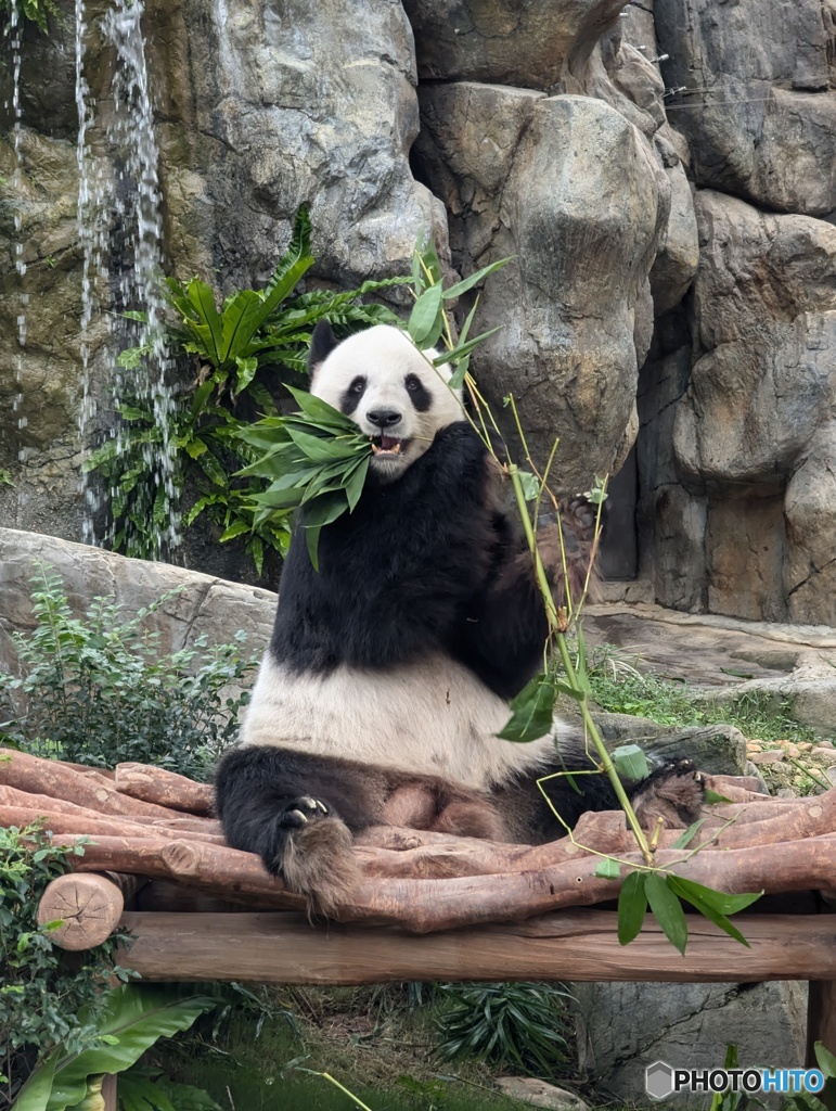 久しぶりのパンダ