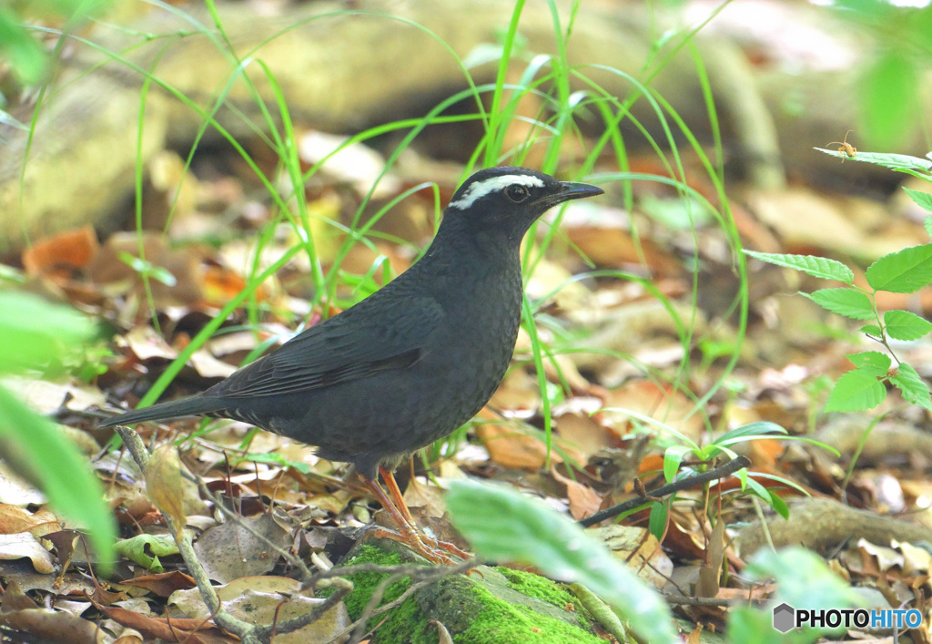 5月のマミジロ君⑥