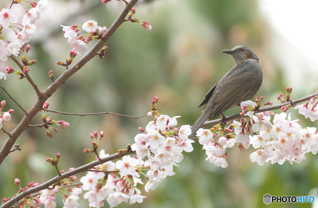 桜にヒヨドリ