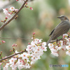 桜にヒヨドリ