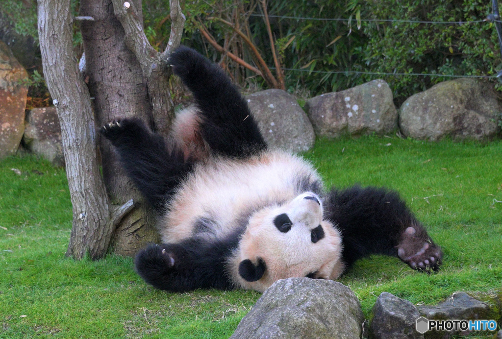 パンダも木から落ちる