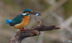 今日もゴキゲン！(≧▽≦)