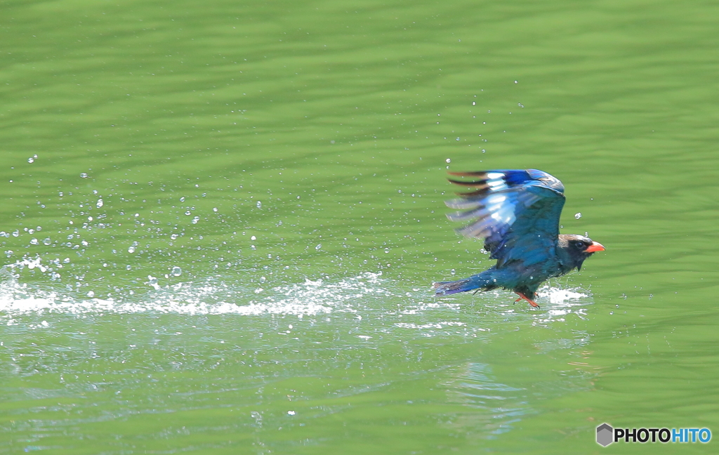 水面を駆ける