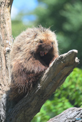 カナダヤマアラシのアクビ