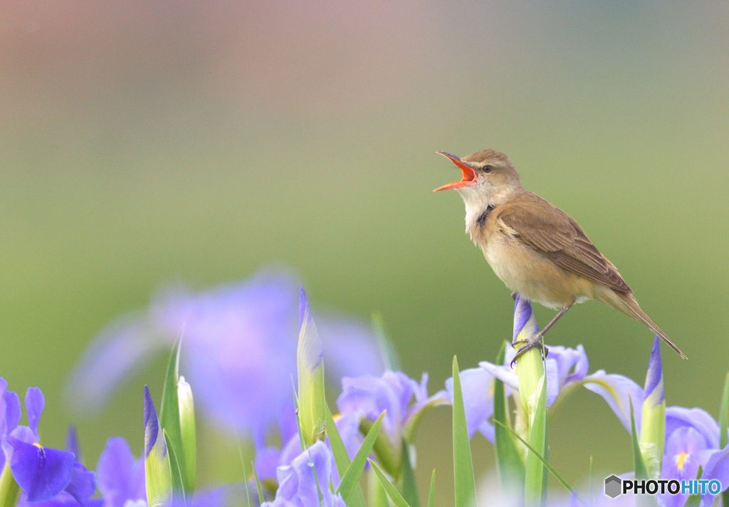元気なオオヨシキリ④