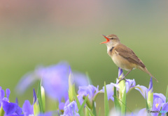 元気なオオヨシキリ④